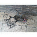 Wire tree for decor size 500mm high