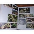 Veldgids tot die Slange en ander Reptiele van Suider-Afrika - Bill Branch