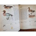 The Illustrated Book of Birds - More than 800 illustrations