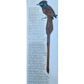 Nesting Birds, The Breeding Habit of Southern African Birds by Peter Steyn