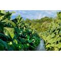 Tobacco seed (Nicotiana) combo pack Virginia Gold, Tennesee Burley, Turkish and Havanah