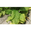Tobacco seed (Nicotiana) combo pack Virginia Gold, Tennesee Burley, Turkish and Havanah