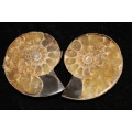 Polished Ammonite Halves