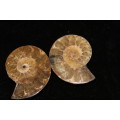 Polished Ammonite Halves