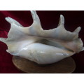 Stunning Large Spider Conch Sea Shell Light (Plug Broken) - See My Description