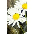 Original Painting by Lorna Pauls - Daisies 1 (37 x 28 cm or 14.5 x 11")