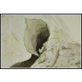Original Painting by Lorna Pauls - White Rhino (559 x 381 mm or 22 x 15 in)