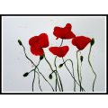 Original Painting by Lorna Pauls - Poppies 1 (37 x 28 cm or 14.5 x 11")