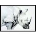 Original Painting by Lorna Pauls - Rhino Black & White (37 x 28 cm or 14.5 x 11")