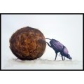 Original Painting by Lorna Pauls - Dung Beetle (55cm x 37.5cm or 21.5" x 14.5")
