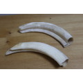 Collectible 2 x the outer parts of a Bulls Horn`s