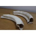 Collectible 2 x the outer parts of a Bulls Horn`s