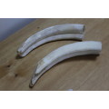 Collectible 2 x the outer parts of a Bulls Horn`s