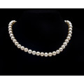 Single strand Freshwater Pearl Necklace with a Costume Jewellery Clasp