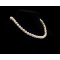 Single strand Freshwater Pearl Necklace with a Costume Jewellery Clasp