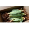 Irises: IRIS COMBO 24 VALUE Pack  24 Plants(Eight different var x3 each) R720.00 only