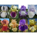 Irises: IRIS COMBO 24 VALUE Pack  24 Plants(Eight different var x3 each) R720.00 only