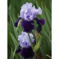 Iris Plants: 'TIPTOE BLUES'  - **BREATHTAKING colour duo!!**