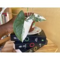 Syngonium two-pack (Albo and Mottled) with free plectranthus verticillatus - 2