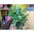 Reverted Marble Queen Pothos in 12cm self-watering white pot