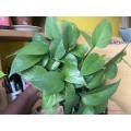 Reverted Marble Queen Pothos in 12cm self-watering white pot