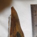 Fossilised tooth, origin unknown