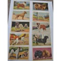 Kellogg`s Gro-Pup, collection of 23 dog  pictures of 24, rare item