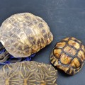 Original Small Turtle Shell Collection!!!