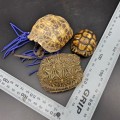 Original Small Turtle Shell Collection!!!