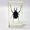 Original Horned Flower Chafer (Taiwan) In Lucite Paperweight!!!