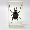Original Horned Flower Chafer (Taiwan) In Lucite Paperweight!!!