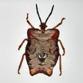 Original Litchi Stink Bug (Thailand) In Lucite Paperweight!!!