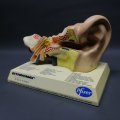 Original Pfiser Zithromax Medical Ear Display!!!