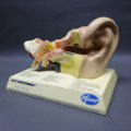 Original Pfiser Zithromax Medical Ear Display!!!
