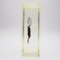 Original Madagascar Long Horned Beetle In Lucite Paperweight!!!