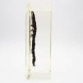 Original Asian Dragon Fly Larvae In Lucite Paperweight!!!