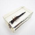 Original Asian Dragon Fly Larvae In Lucite Paperweight!!!