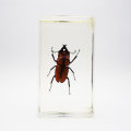 Original Golden Asian Stag Beetle In Lucite Paperweight!!!