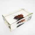 Original Golden Asian Stag Beetle In Lucite Paperweight!!!