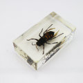 Giant Forest Bumble Bee In Lucite Paperweight!!!