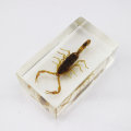Chinese Manchurian Scorpion In Lucite Paperweight!!!
