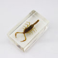 Chinese Manchurian Scorpion In Lucite Paperweight!!!