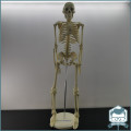 LARGE Original Boxed Celebrex Fully Articulated Scale Skeleton With Stand - Almost 1m Tall!!!
