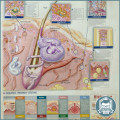 2004 Embossed Plastic Skin and Urticaria Anatomical Chart!!! 65cm x 40cm