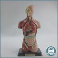 Human Torso Anatomical Model!!!
