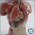 Human Torso Anatomical Model!!!
