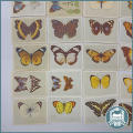 RARE!!! SOUTH AFRICAN BUTTERFLIES Cigarette Card Collection !!!