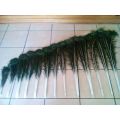 Peacock Feathers R12