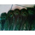 Peacock Feathers R15