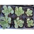 AEONIUM HAWORTHII `PINWHEEL` - TRAY WITH SIX ROOTED PLANTS  ( succulent plants )